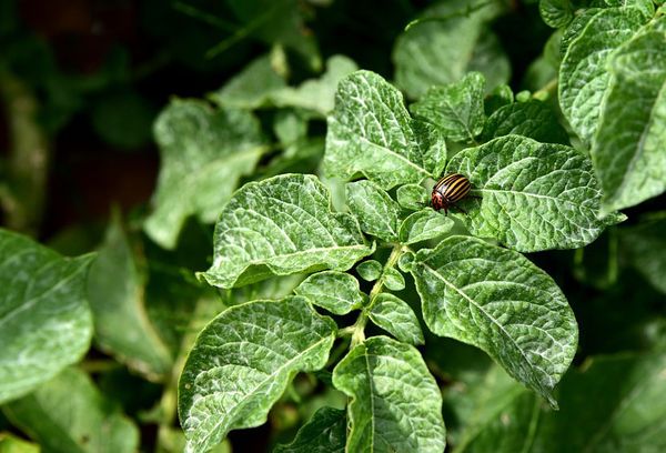 Coléoptère rayé sur les feuilles de tomate