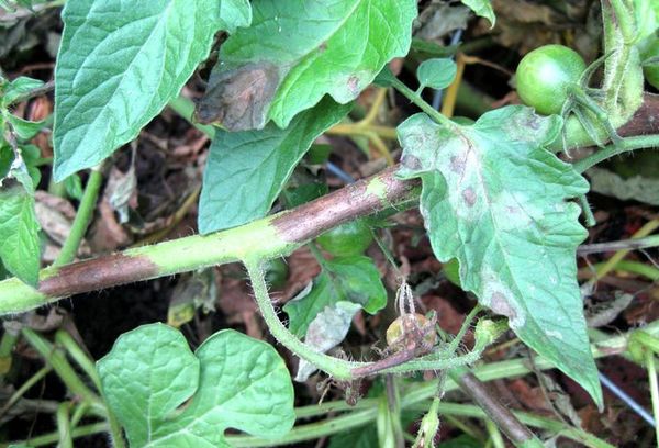 Tiges de tomates pourries