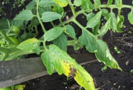 Phytophthora sur les feuilles de tomate