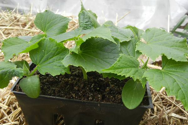 Planter des plants de concombre dans une serre