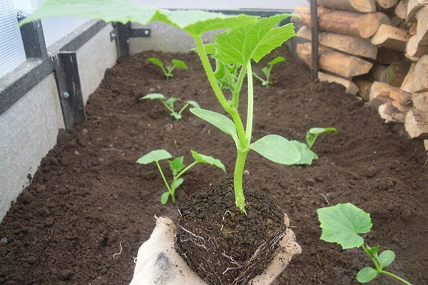 Planter des plants de concombre dans une serre