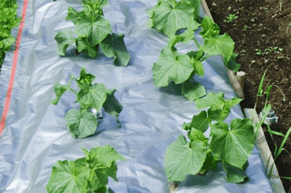 Un lit avec des concombres recouverts d'une feuille