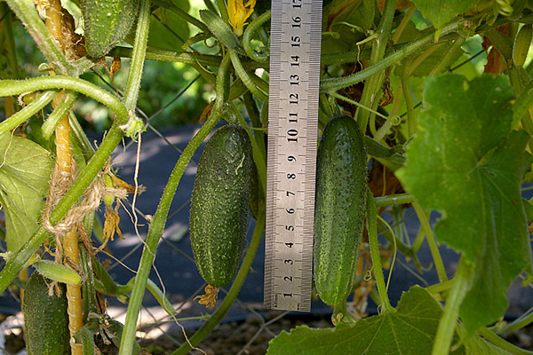 Taille du fruit du concombre Othello