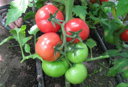 Tomates mûres Garniture blanche