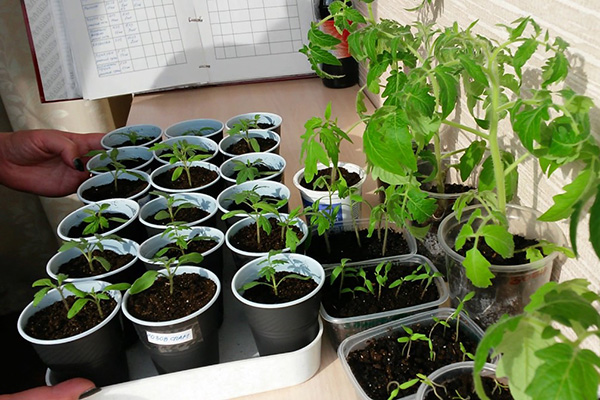 Semis de tomates marinées