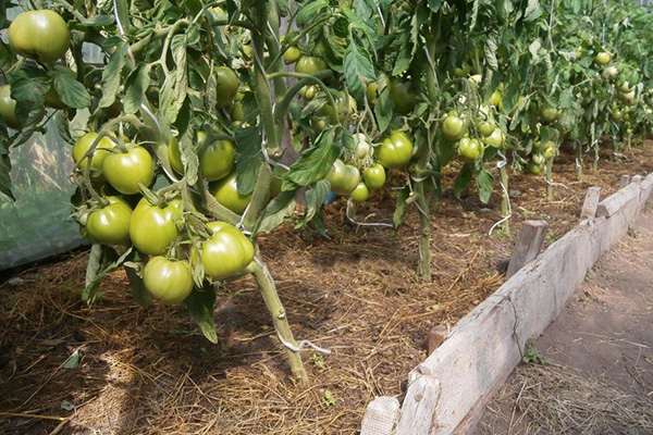 Un lit aux tomates Garniture blanche