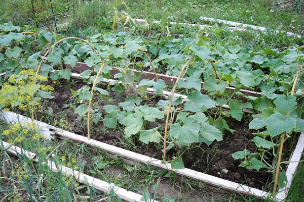 Jardin de concombre avec des brindilles de saule