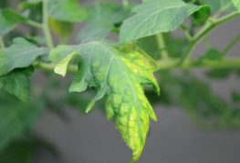 Feuilles de tomates jaunies