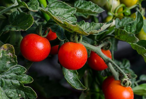 Tomatfrukt på en filial