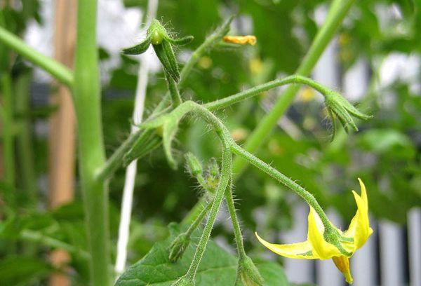 Tomates fleuries