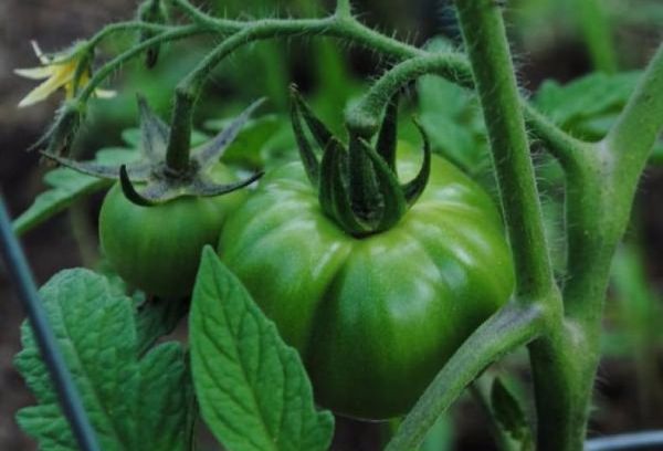 Tomates vertes