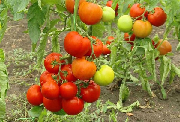 Badigeonner de tomates