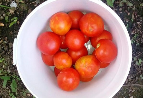 Un bol de tomates