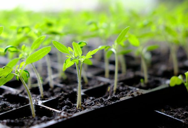 Cultiver des plants de tomates