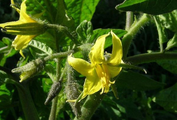 Tomate fleurie