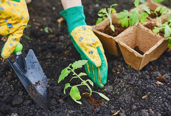 Planter des plants de tomates