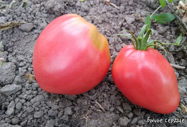 Tomates au sol