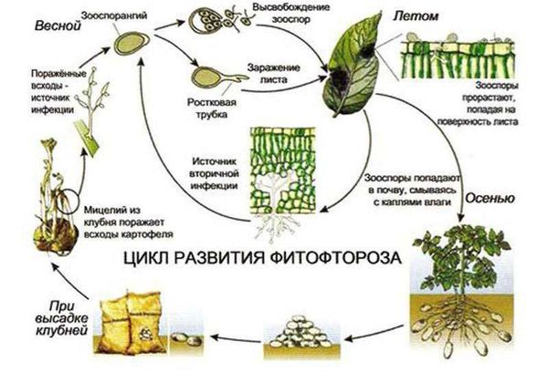 Schéma de propagation du mildiou