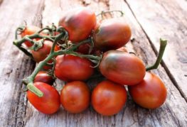 Branche avec des tomates