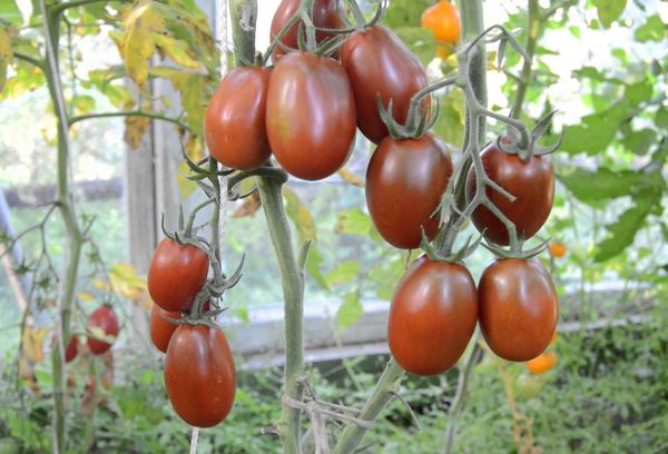 Cultiver des tomates dans une serre