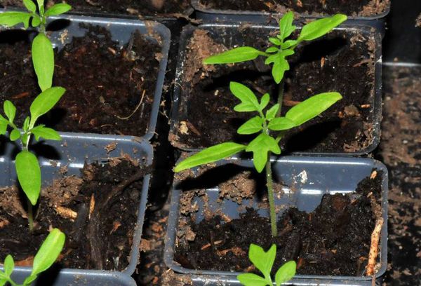 Capacité avec plants de tomates