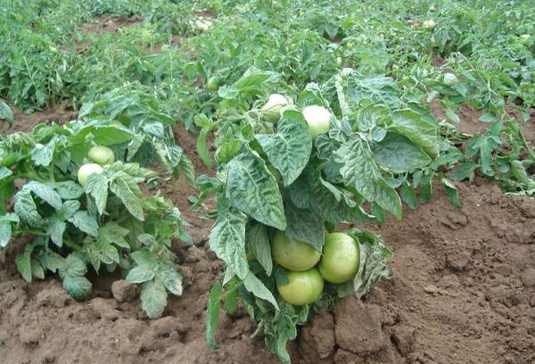 Tomates d'extérieur