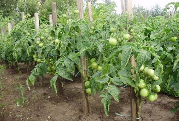 Crocheter des tomates en plein champ