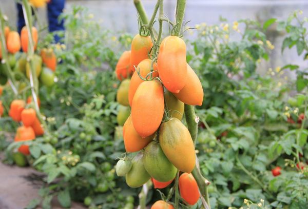 Cultiver des tomates