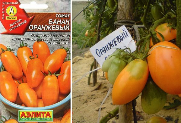 Graines de tomate banane