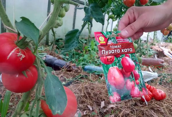 Graines de tomates dans un pack