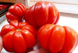 Grande variété de tomates