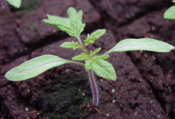 Pousse de tomate