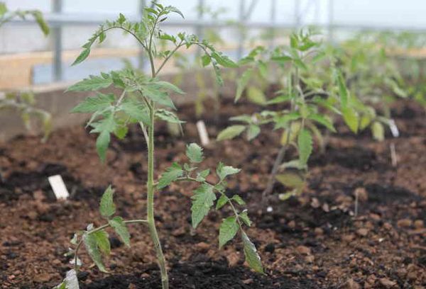 Pousses de tomates dans la serre