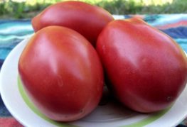 Tomate fruit