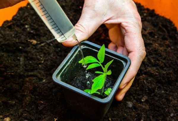 Cultiver des plants de tomates