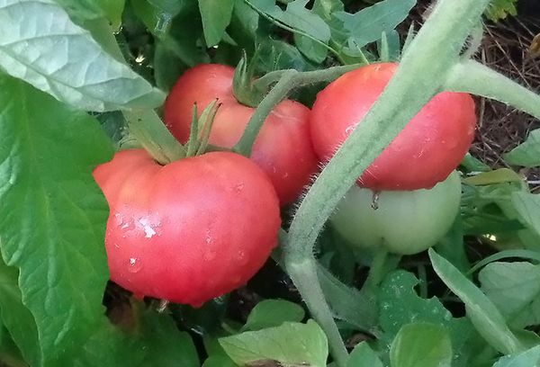 Buisson de tomates