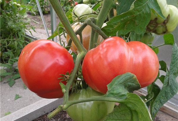 Tomates sur une branche