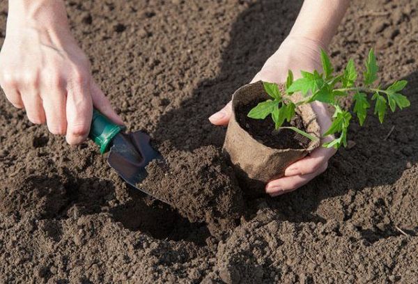 Planter des tomates dans le sol