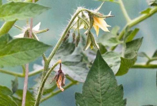 Fleurs de tomates détendues