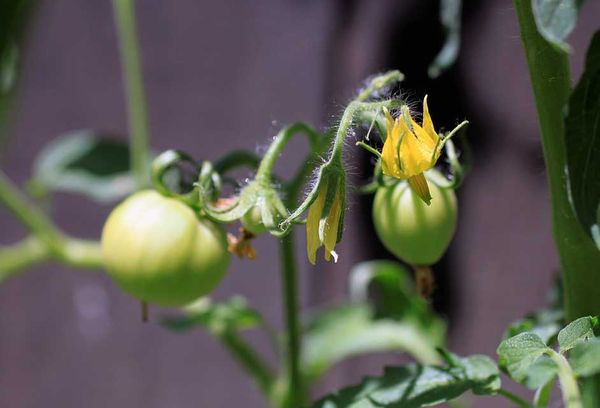 Tomates jeunes