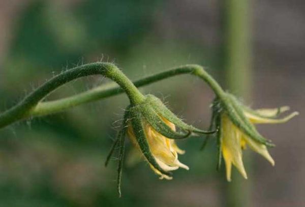 Fleurs de tomate