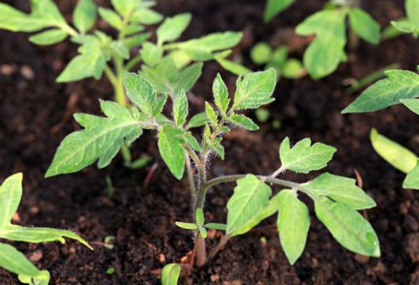 Pousse de tomate dans le sol