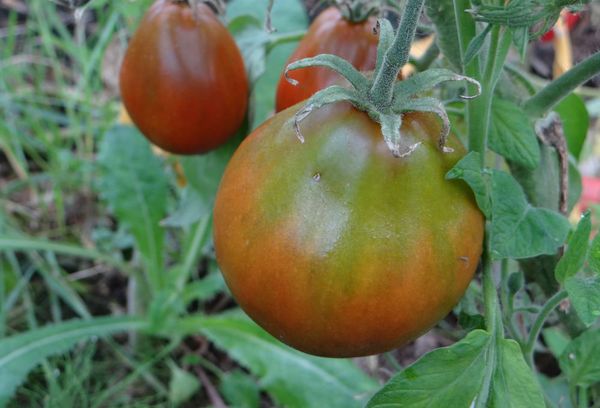 Tomates de serre