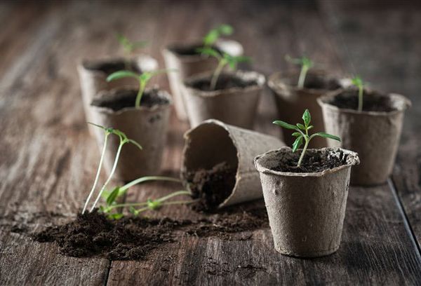 Pots de tourbe avec des plants de tomates