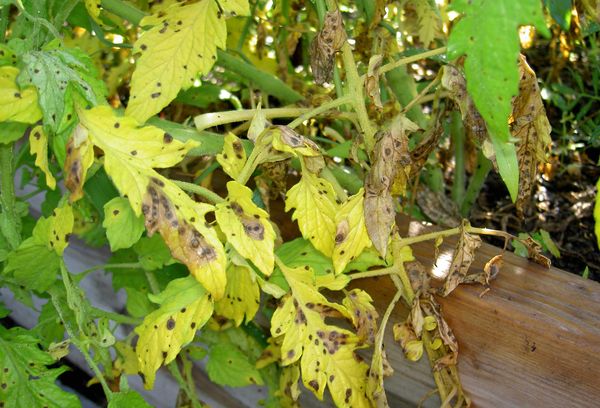 fusarium dans les tomates