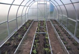 Serre en polycarbonate pour tomates