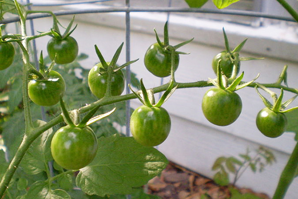 Fruits verts de tomates