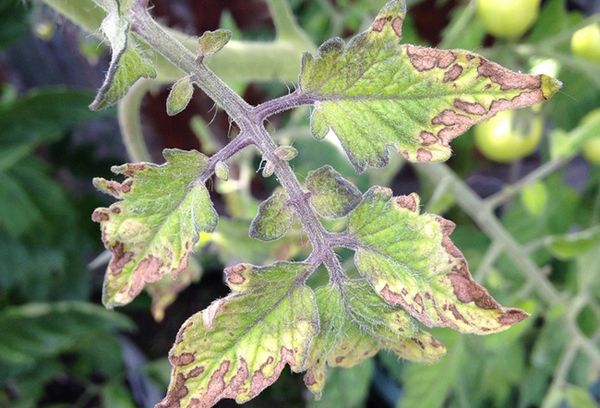 Feuilles de tomates séchées