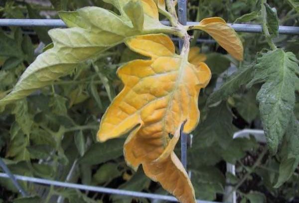 Feuilles de tomates jaunies