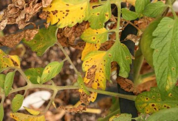 Sur les tomates en serre, les feuilles jaunissent et sèchent: comment sauver la récolte